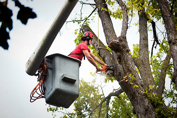 Best Utility Line Clearance  in Throop, PA